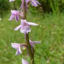 Pětiprstka žežulník (<i>Gymnadenia conopsea</i>), NPP Švařec [ZR], 15.6.2010, foto Josef Komárek