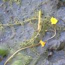 Bublinatka jižní (<i>Utricularia australis</i>), Veselský rybník, 29.9.2016, foto Vojtěch Kodet