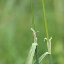 Třtina nachová (<i>Calamagrostis phragmitoides</i>), PP Rybníky V Pouštích, Jezírko, detail jazýčku [JI], 12.7.2015, foto Libor Ekrt