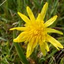Hadí mord nízký (<i>Scorzonera humilis</i>), PR Na Oklice, 19.5.2014, foto Vojtěch Kodet
