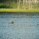 Racek chechtavý (<i>Chroicocephalus ridibundus</i>), ryb. Bor, 4.6.2014, foto Vojtěch Kodet