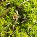 Lovčík vodní (<i>Dolomedes fimbriatus</i>), rašeliniště Pod Trojanem, 4.5.2006, foto Vojtěch Kodet