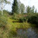 Pístovské mokřady, 7.9.2014, foto Vojtěch Kodet