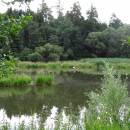 Borský rybník, 6.7.2015, foto Vojtěch Kodet