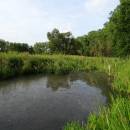 Borský rybník, 6.7.2015, foto Vojtěch Kodet