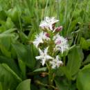 Vachta trojlistá (<i>Menyanthes trifoliata</i>), U Farského lesa, 29.5.2013, foto Vojtěch Kodet