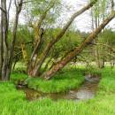 Rašeliniště Pod Trojanem, 15.5.2015, foto Vojtěch Kodet