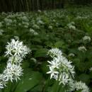 Česnek medvědí (<i>Allium ursinum</i>), PP Vysoký kámen u Smrčné, 29.5.2006, foto Vojtěch Kodet