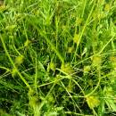 Ostřice šáchorovitá (<i>Carex bohemica</i>), ryb. Horní Jilmík, 7.7.2015, foto Vojtěch Kodet