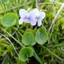 Violka bahenní (<i>Viola palustris</i>), PR Vílanecké rašeliniště, 6.5.2016, foto Vojtěch Kodet
