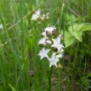 Vachta trojlistá (<i>Menyanthes trifoliata</i>), Pod Čertovým kamenem, 23.5.2010, foto Vojtěch Kodet