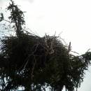 Hnízdo orla mořského (<i>Haliaeetus albicilla</i>), 4.4.2015, foto Vojtěch Kodet