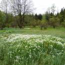 U Farského lesa, 15.5.2015, foto Vojtěch Kodet