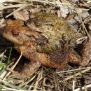 Amplex ropuchy obecné (<i>Bufo bufo</i>), PR Na Oklice, 5.4.2016, foto Vojtěch Kodet