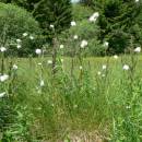 Suchopýr pochvatý (<i>Eriophorum vaginatum</i>), NPP Zhejral [JI], 13.6.2006, foto Luděk Čech