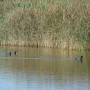 Lyska černá (<i>Fulica atra</i>), PR V Lisovech, 22.9.2016, foto Vojtěch Kodet