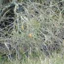 Ledňáček říční (<i>Alcedo atthis</i>), PP Starý Přísecký rybník, 22.10.2010, foto Vojtěch Kodet
