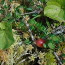 Klikva bahenní (<i>Vaccinium oxycoccos</i>), PR V Lisovech, 22.9.2016, foto Vojtěch Kodet