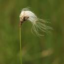 Suchopýr štíhlý (<i>Eriophorum gracile</i>), PR Vílanecké rašeliniště [JI], 10.7.2014, foto Libor Ekrt