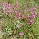 Smolnička obecná (<i>Lychnis viscaria</i>), PR Údolí Brtnice, 22.5.2014, foto Vojtěch Kodet