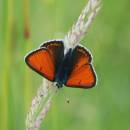 ohniváček modrolemý (Lycaena hippothoe)