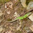 Ještěrka zelená (<i>Lacerta viridis</i>), PR Velká skála, 24.6.2015, foto Vojtěch Kodet