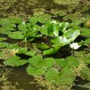 Leknín bělostný (<i>Nymphaea candida</i>), PP Bukovské rybníčky, 7.7.2015, foto Vojtěch Kodet
