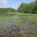 ryb. Bukač, Milíčov u Jihlavy, 14.5.2008, foto Vojtěch Kodet