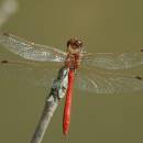 Vážka obecná (<i>Sympetrum vulgatum</i>), ryb. Parný Mlýn, Krahulov, foto Václav Křivan