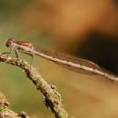 Šídlatka hnědá (<i>Sympecma fusca</i>), PP Ptáčovské rybníky, Ptáčov, foto Václav Křivan