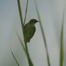 Rákosník proužkovaný (<i>Acrocephalus schoenobaenus</i>), Nový ryb., PP Ptáčovské rybníky, 26.7.2016, foto Vojtěch Kodet