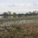 Nový rybník u Panské Lhoty, 16.4.2016, foto Vojtěch Kodet