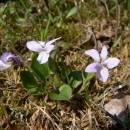 Violka písečná pravá (<i>Viola rupestris</i>), NPP Švařec [ZR], 24.4.2008, foto Luděk Čech