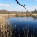 Bělohradský rybník, 19.4.2015, foto Vojtěch Kodet