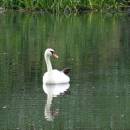 Labuť velká (<i>Cygnus olor</i>), Borský rybník, 6.7.2015, foto Vojtěch Kodet