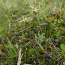 Ostřice šlahounovitá (<i>Carex chordorrhiza</i>), PR Rašeliniště Kaliště, 2.5.2012, foto Vojtěch Kodet