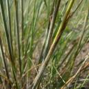 Kavyl chlupatý (<i>Stipa dasyphylla</i>), NPR Mohelenská hadcová step [TR], 8.6.2010, foto Josef Komárek