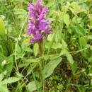 Prstnatec májový (<i>Dactylorhiza majalis</i>), PR Nad Svitákem