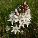 Vachta trojlistá (<i>Menyanthes trifoliata</i>), PR Zlatá louka [HB], 1.5.2009, foto Luděk Čech