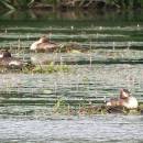 Hnízdní kolonie potápek roháčů (<i>Podiceps cristatus</i>), ryb. Parný Mlýn, 10.6.2016, foto Vojtěch Kodet