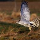 Samice jestřába lesního (<i>Accipiter gentilis</i>), Vysoká u Havlíčkova Brodu [HB], 16.1.2015, foto Václav Hlaváč