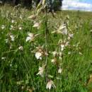 Kruštík bahenní (<i>Epipactis palustris</i>), PR Vílanecké rašeliniště, 3.7.2016, foto Vojtěch Kodet