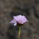 Trávnička obecná hadcová (<i>Armeria elongata subsp. serpentini</i>), NPR Mohelenská hadcová step [TR], 16.6.2015, foto Libor Ekrt