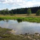 Mokřady Nad Chvojnovem [JI]