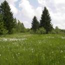 U Farského lesa, 5.6.2011, foto Vojtěch Kodet