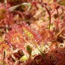 Rosnatka okrouhlolistá (<i>Drosera rotundifolia</i>), PR Chvojnov, 16.7.2013, foto Vojtěch Kodet