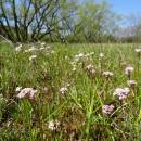 Kozlík dvoudomý (<i>Valeriana dioica</i>), PR Nad Svitákem, 7.5.2016, foto Vojtěch Kodet