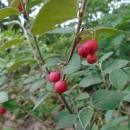 Skalník celokrajný (<i>Cotoneaster integerrimus</i>), PR Velká skála, 26.7.2016, foto Vojtěch Kodet