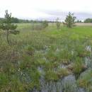 Olešský rybník, 14.5.2010, foto Vojtěch Kodet