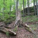 PP Vysoký kámen u Smrčné, 4.5.2012, foto Vojtěch Kodet